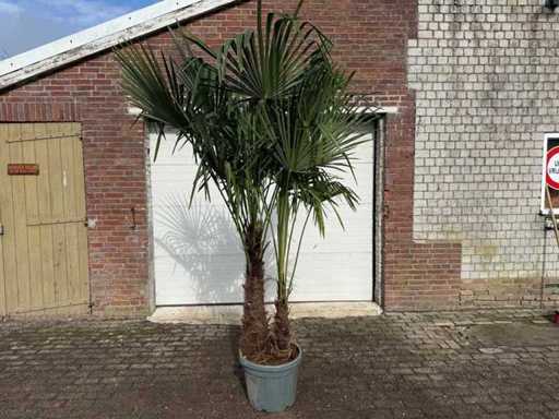 Palmier evantaiul chinezesc - Trachycarpus fortunei - Trunchi dublu - Înălțime aprox. 250cm