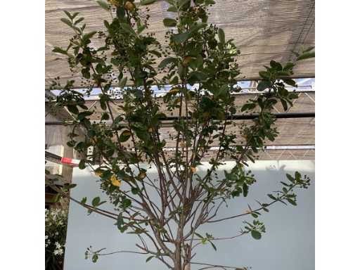 Sierstam - Aronia (x1), acerstam(1). Viburnum Tinus stam(1)