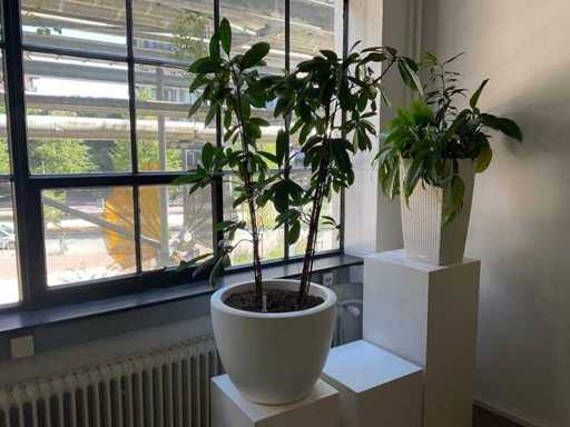 Plante hydroponique avec pot