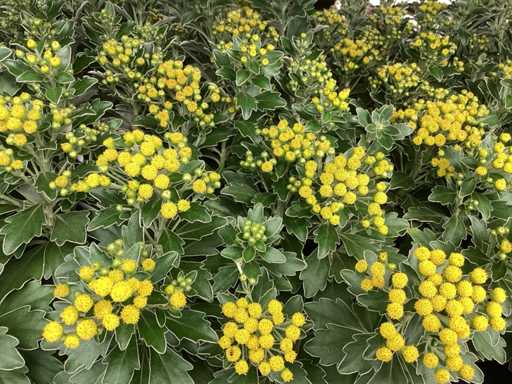 Vaste planten, Lythrium (50), ajanya(50)