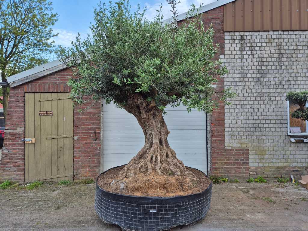 Bonsaï d’olivier - Olea Europaea - 250 ans - hauteur env. 400 cm