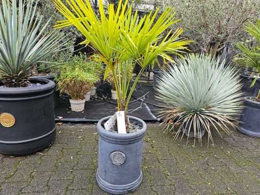 Wytrzymała palma konopna (Trachycarpus) w ozdobnej donicy