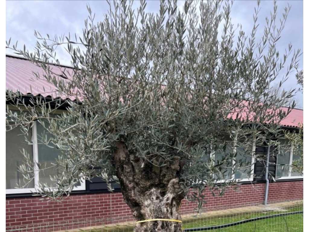 olijfboom. stamomvang 100 - 120 cm. 