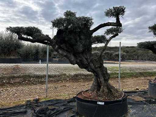 POM POM - Olive tree in exemplary basket