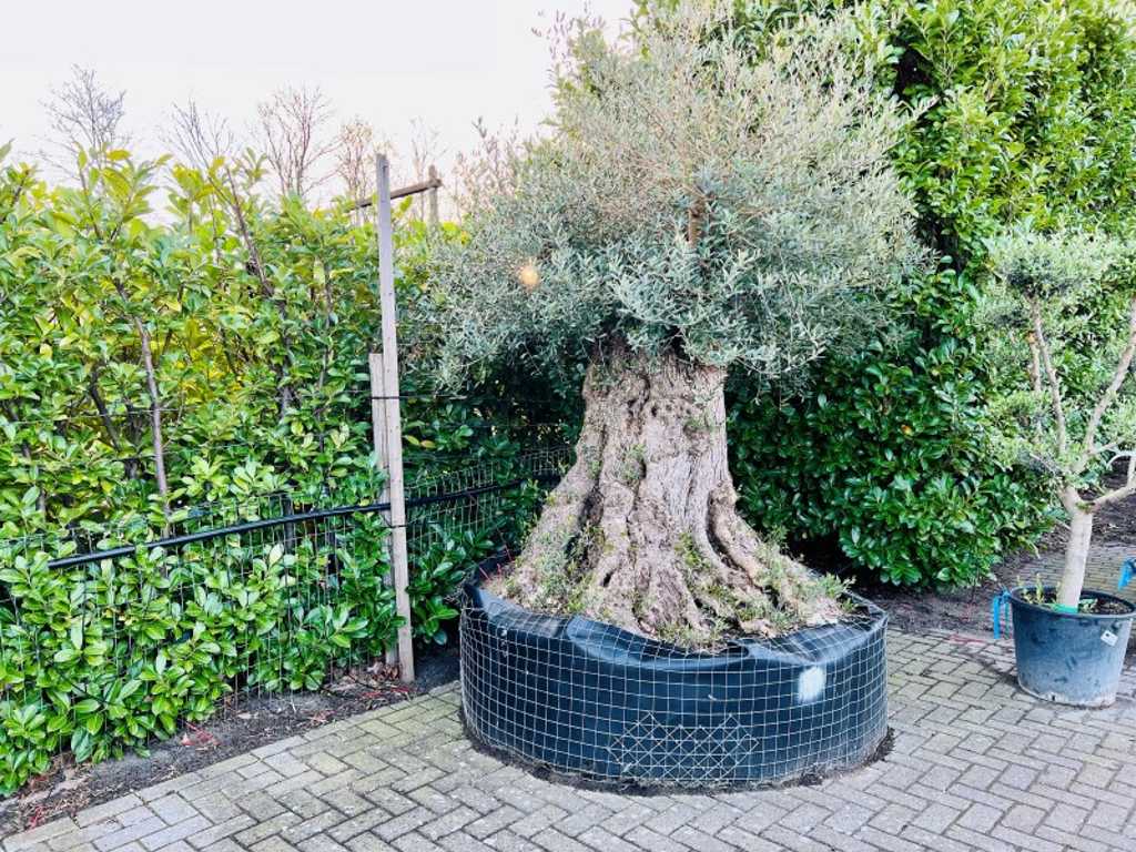 olive tree 250 years old, 260cm high, trunk circumference 230cm