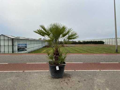 Palmen-Mehrstämmige (Chamaerops Humilis)