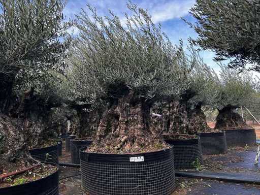  Olive tree in exemplary basket