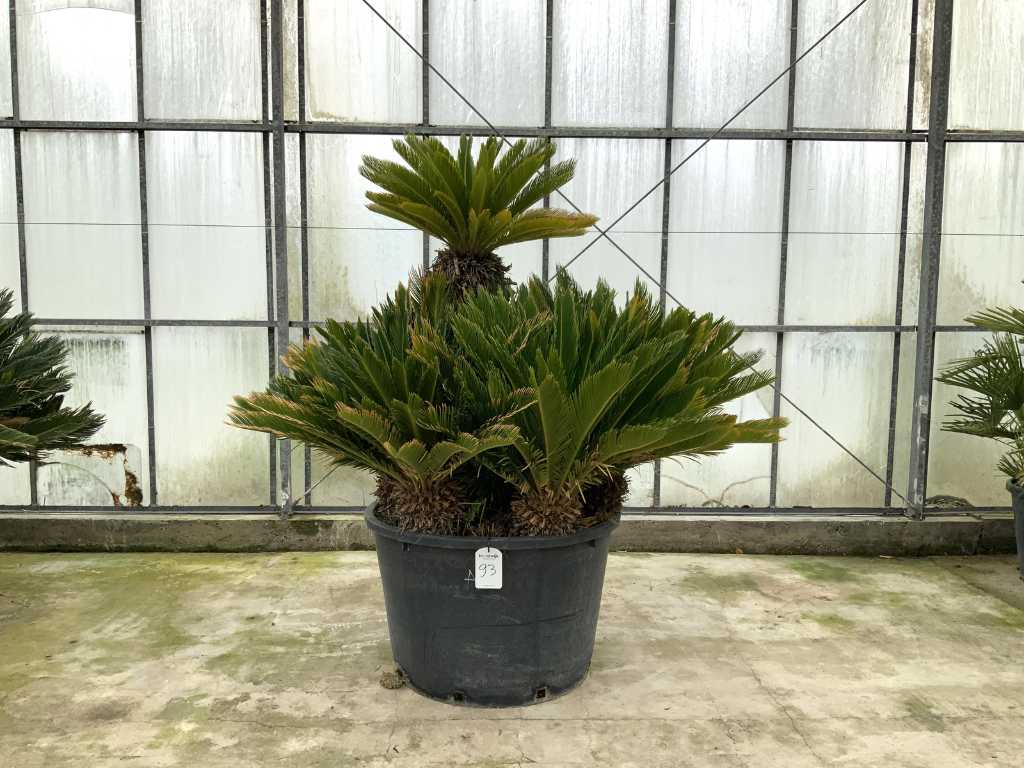 palmier multi-tronc (Cycas Revoluta)