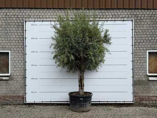 Olive tree smooth trunk - Olea Europaea - approx. 60 years old - height approx. 280 cm