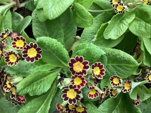 Primula mix(100)