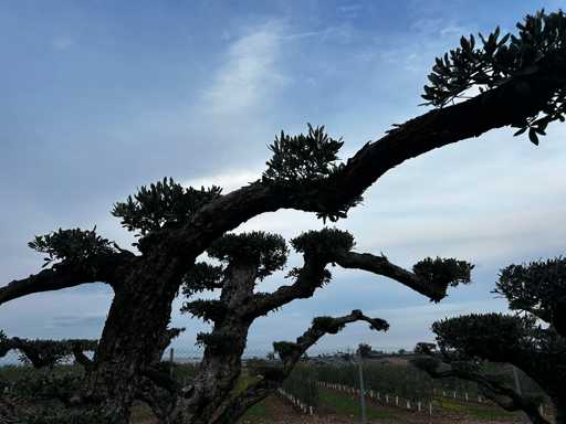  OLEA EUROPEA POM POM SECOLARE  