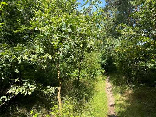 3,972 m2 plots near Bad Düben and Laußig – Ideal for nature lovers!
