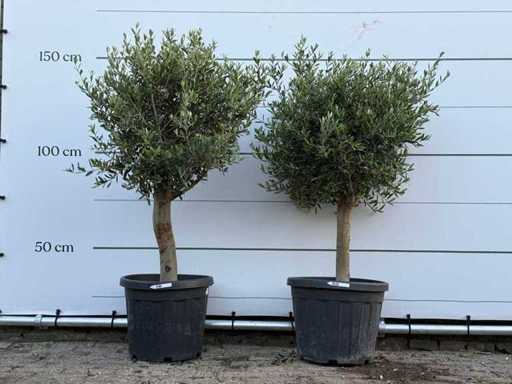2x Olive tree Florida - Olea Europaea - approx. 25 years old - height approx. 160 cm