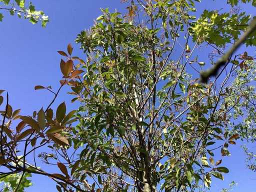 Portugese Laurier - Groenblijvende boom