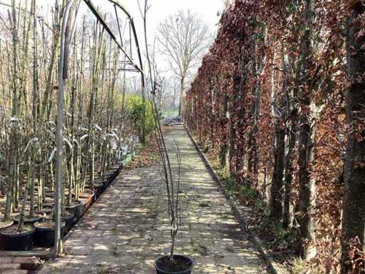 Quercus pallistra (10)