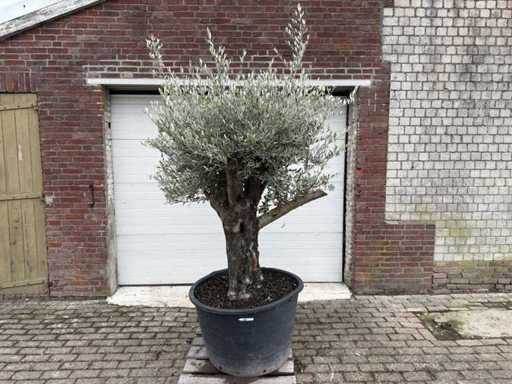 Olivier à vieille peau ramiculée - Olea europaea - 100 ans - hauteur environ 230 cm