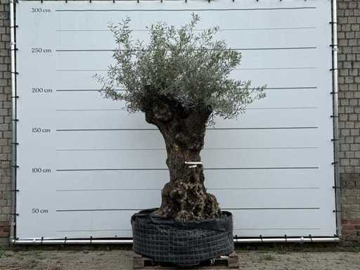 Bonsaï d’olivier XL - Olea Europaea - environ 150 ans - hauteur environ 250 cm