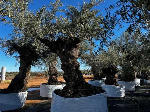 Olive tree in basket Specimen