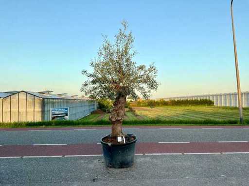 Olijfboom (Olea Europaea Lessini)