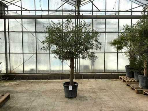 Drzewo oliwne (Olea europaea lessini)