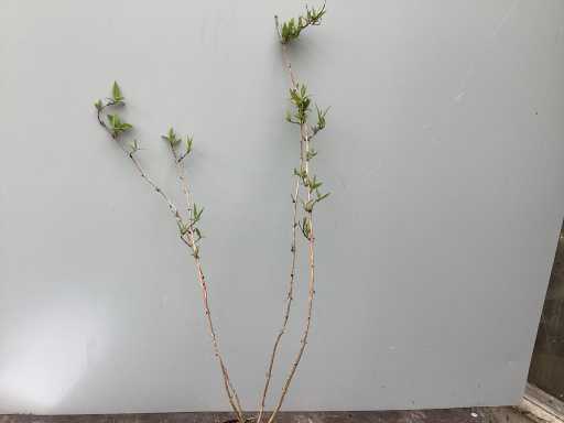 Struiken - Deutzia Gracillis (x60)