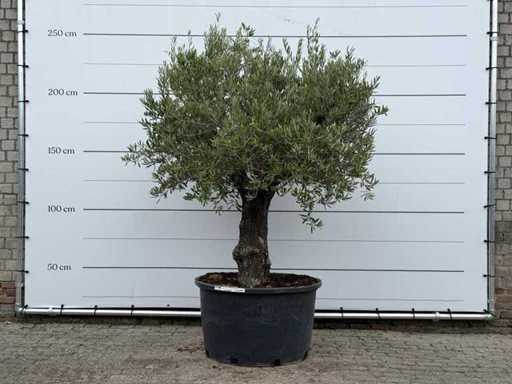 Olijfboom Old Trunk - Olea Europaea - ca. 75 jaar oud - hoogte ca. 250 cm