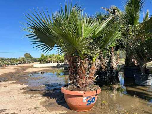 Palmier robuste Washingtonia