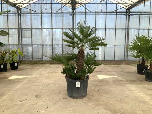 Palm tree multi-stemmed (Chamaerops Humilis)