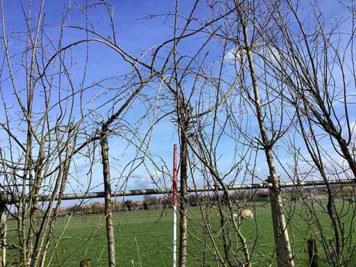 Cheal's Treurkers - Vormboom