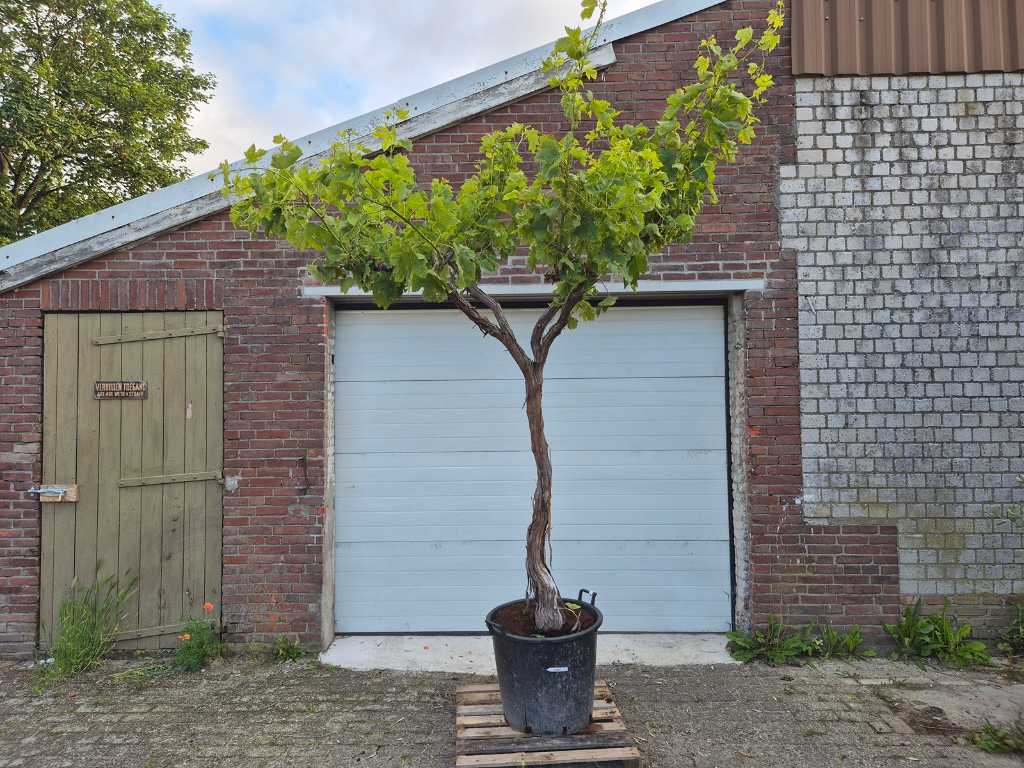 Druivenboom - Vitis Vinifera Media - Vrucht- / fruitboom - hoogte ca. 300 cm