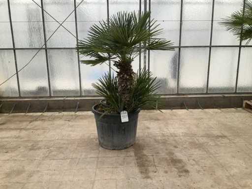 Wielopniowa palma (Chamaerops Humilis)