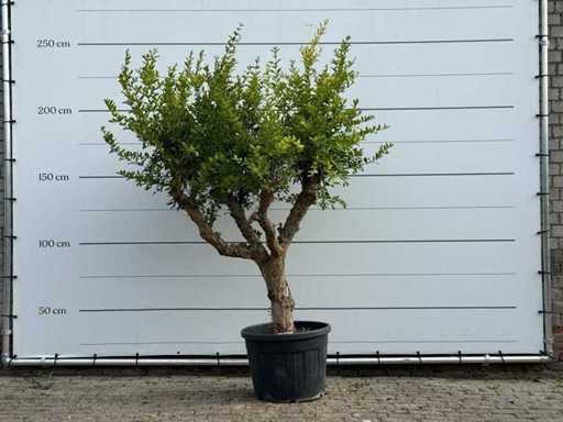 Melograno - Punica Granatum - altezza circa 240 cm