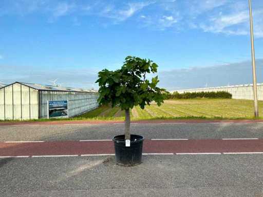 Figowiec (Ficus carica)