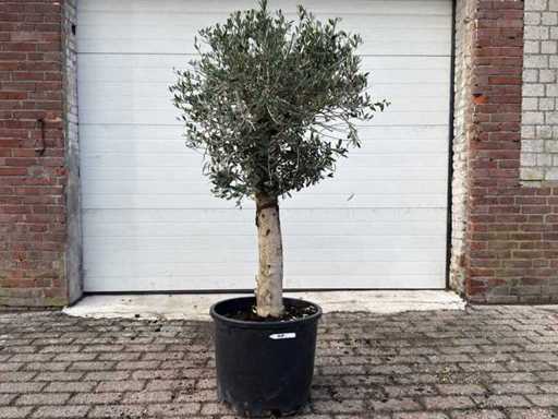 Olivier Floride - Olea Europaea - Hauteur environ 170 cm 
