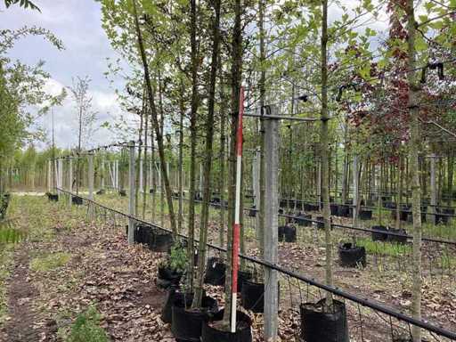 Mela ornamentale rossa - Albero topiario