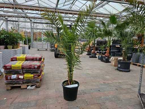 Imposante fenikspalm (dadelpalm) - 200 cm - Mediterrane flair