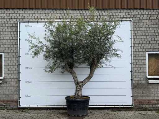 Olivier Piel Joven XL - Olea Europaea - environ 60 ans - hauteur environ 280 cm