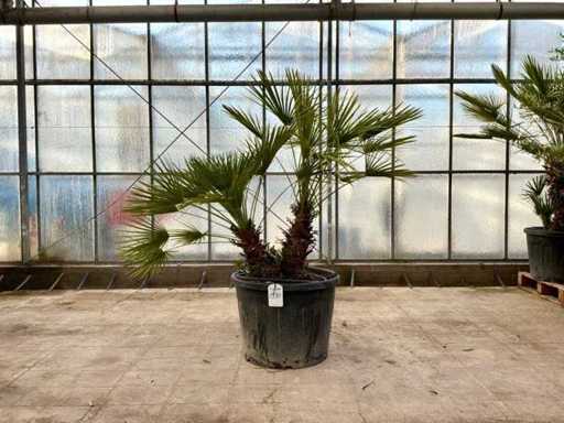 Palmier cu tulpini multiple (Chamaerops Humilis)