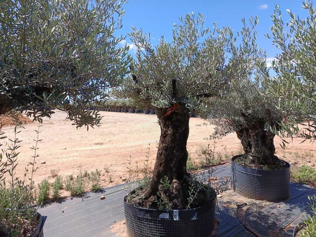 Centuries-old olive tree