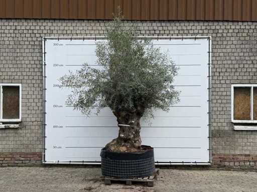Bonsai d'ulivo XL - Olea Europaea - circa 150 anni - altezza circa 280 cm