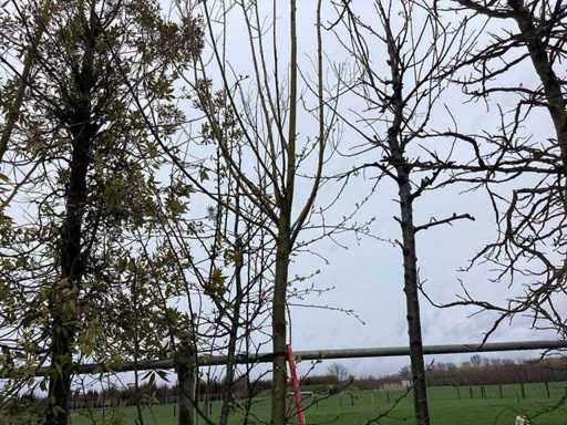 Knot wilg - Vormboom