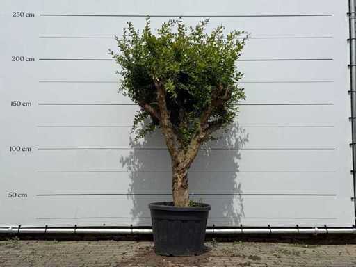 Pomegranate tree - Punica Granatum - height approx. 250 cm