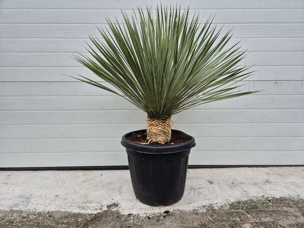 Spanischer Dolch - Yucca Rostrata - Höhe ca. 75 cm