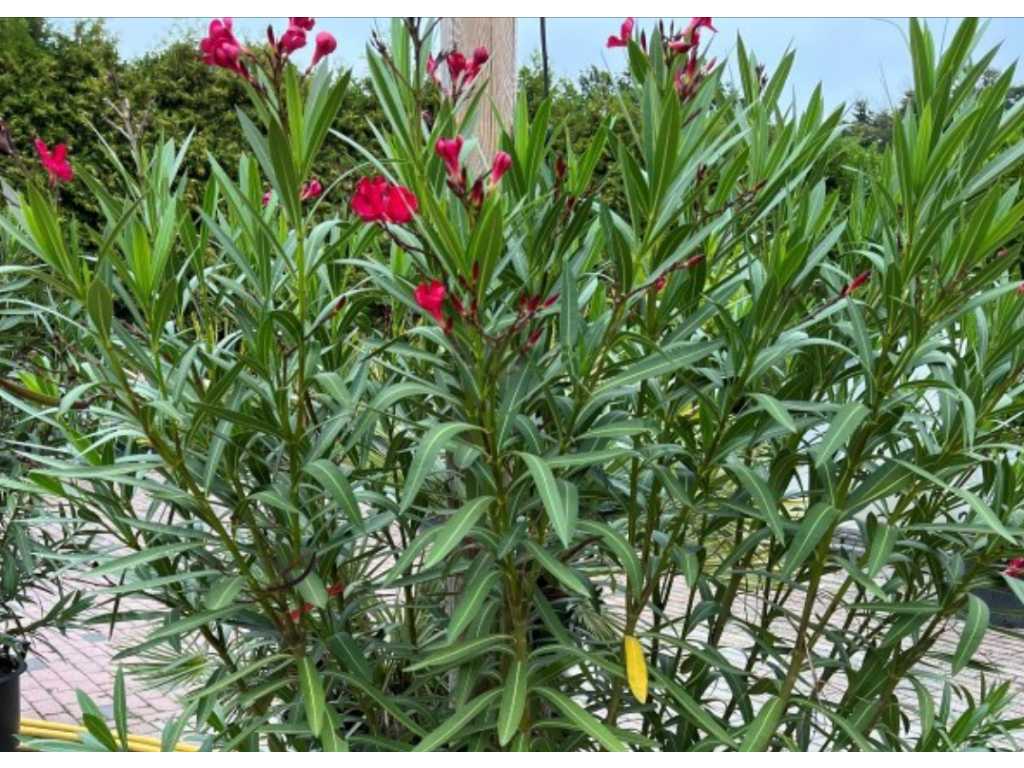Oleander red 170cm incl pot