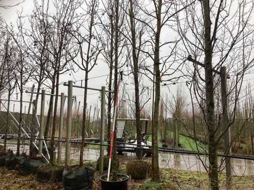 Lipa wielkolistna – drzewo ozdobne