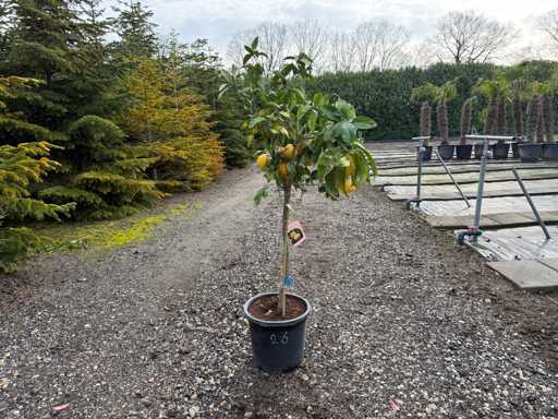 Citrus Paradisi - Grapefruit Tree 140cm