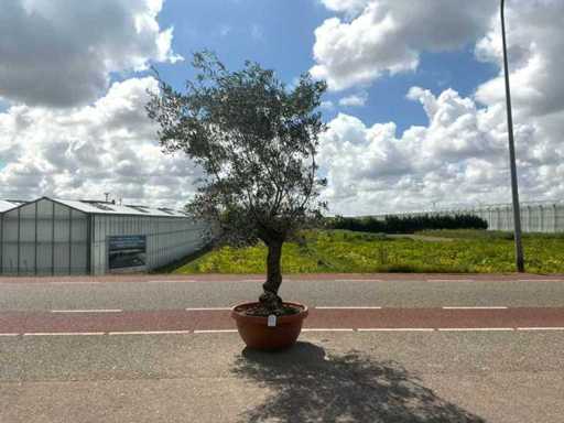 Olijfboom (Olea Europaea Lessini)