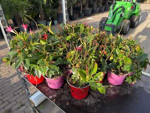 Frühlingsblüher (15x)