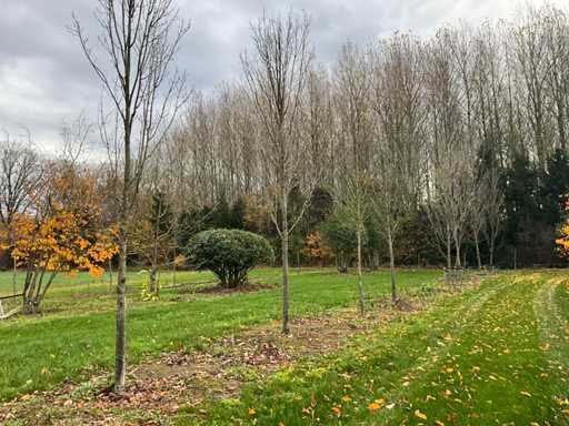 Acer platanoides (15x)