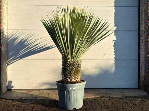 Yucca Rostrata M - Yucca Rostrata - altezza circa 90 cm